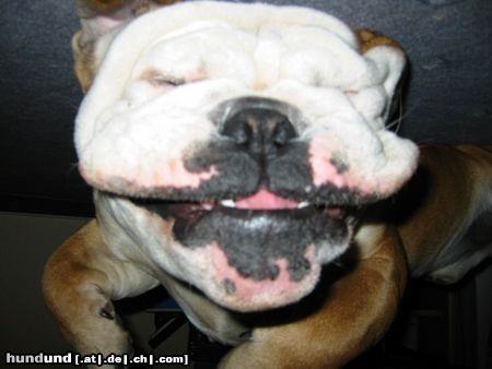 Bulldog Hunde Foto 10212 Bulldog Pepper