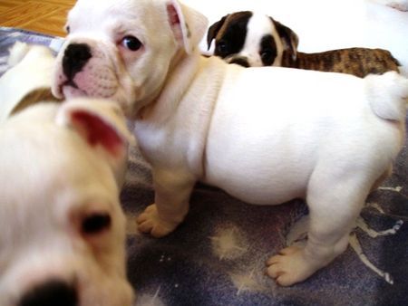 Bulldog Hunde Foto 33872 in höherer Auflösung ansehen Bulldog