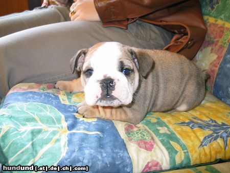 Bulldog Hunde Foto 6683 Bulldog Orpheus, 6 Wochen