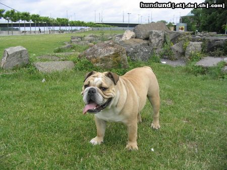 Bulldog Hunde Foto 12666 Bulldog Evil Big Jim von den Braveheart Bulldogs