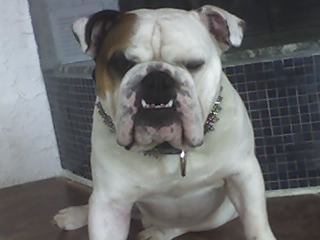 Bulldog Hunde Foto 39045 in höherer Auflösung ansehen Bulldog MAJSA GYONGYE INTELLIGENT