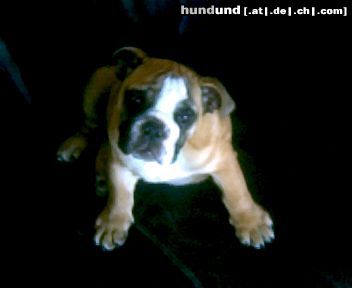 Bulldog Hunde Foto 4507 Bulldog