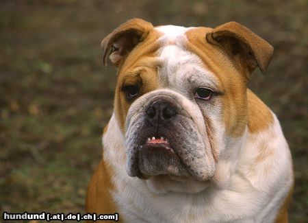 Bulldog Hunde Foto 15369 in höherer Auflösung ansehen Bulldog Vorsicht! Ich habe schlechte Laune ;-)