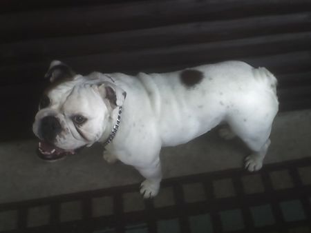 Bulldog Hunde Foto 39069 in höherer Auflösung ansehen Bulldog OLI