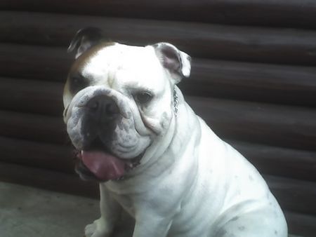 Bulldog Hunde Foto 39046 in höherer Auflösung ansehen Bulldog MAJSA GYONGYE INTELLIGENT