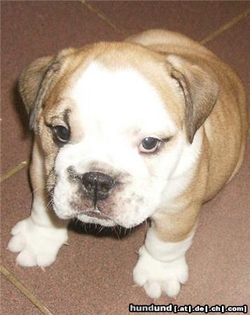 Bulldog unsere kleine Pamela