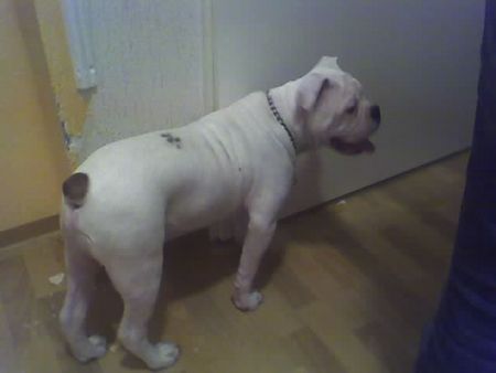 Bulldog Hunde Foto 30421 in höherer Auflösung ansehen Bulldog Dollar