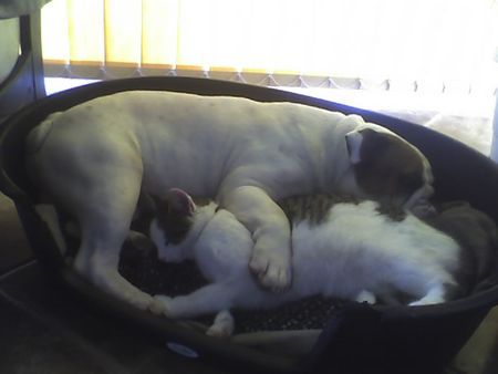 Bulldog Hunde Foto 39047 in höherer Auflösung ansehen Bulldog OLIVER UND JIMMY