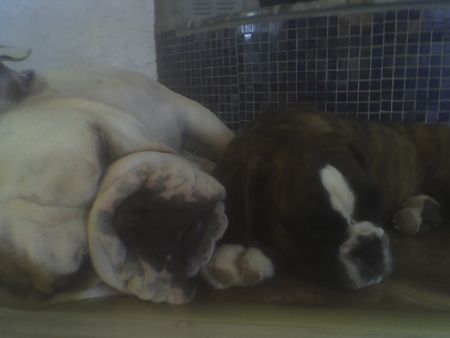 Bulldog Hunde Foto 39049 in höherer Auflösung ansehen Bulldog OLIVER UND WOODY BOX DOLLY