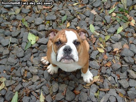 Bulldog Hunde Foto 16552 in höherer Auflösung ansehen Bulldog Pasha