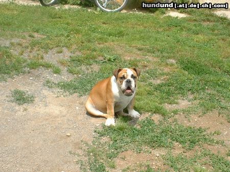 Bulldog Hunde Foto 4397 Bulldog Ivo der Dicke