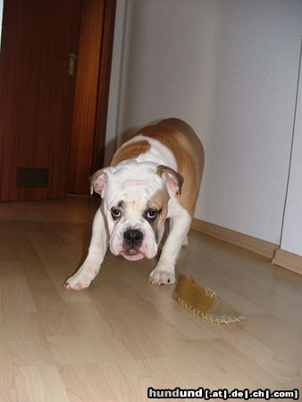 Bulldog Hunde Foto 19712 in höherer Auflösung ansehen Bulldog Cliff