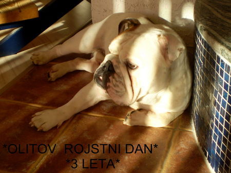 Bulldog Hunde Foto 41605 in höherer Auflösung ansehen Bulldog OLIVER