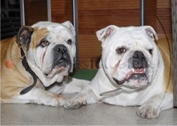Bulldog Dascha & Bobby