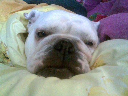 Bulldog Hunde Foto 43851 Bulldog Dascha nach der Total-OP