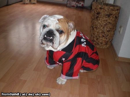 Bulldog Hunde Foto 46337 in höherer Auflösung ansehen Bulldog
