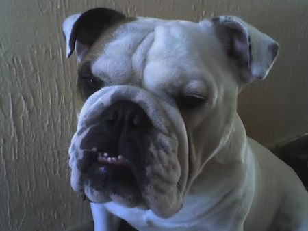 Bulldog Hunde Foto 39052 in höherer Auflösung ansehen Bulldog OLIVER 2 jahre alt