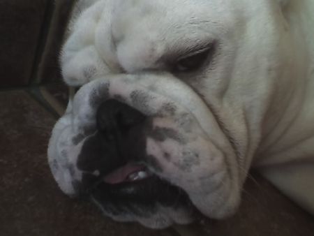 Bulldog Hunde Foto 39053 in höherer Auflösung ansehen Bulldog OLIVER 2 jahre alt