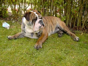 Bulldog Hunde Foto 477 Bulldog Spike