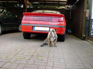 Bulldog Hunde Foto 478 Bulldog Spike