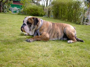 Bulldog Hunde Foto 479 Bulldog Spike