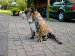 Bulldog Hunde Foto 480 Bulldog Spike