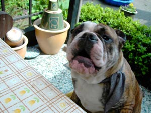 Bulldog Hunde Foto 481 Bulldog Spike