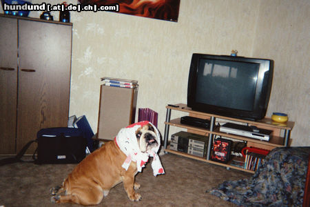 Bulldog Hunde Foto 26216 Bulldog