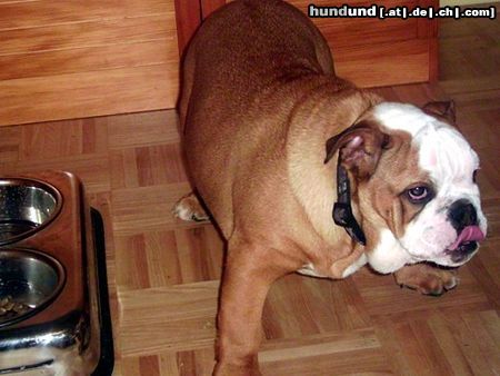 Bulldog Unsere Babette (4 Mon. alt)