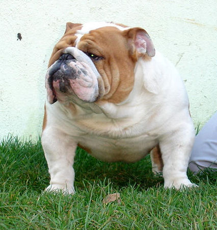 Bulldog Hunde Foto 40492 Bulldog Mc Louds Baby Boy 14 months
