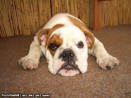 Bulldog Hunde Foto 25123 in höherer Auflösung ansehen Bulldog unsere knutschkugel