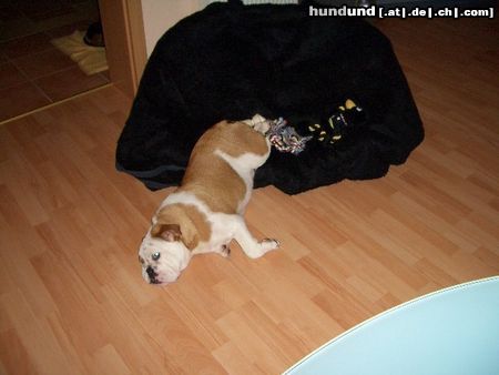 Bulldog Hunde Foto 25121 in höherer Auflösung ansehen Bulldog bin umgekippt....