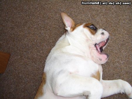 Bulldog Hunde Foto 25122 in höherer Auflösung ansehen Bulldog einfach niedlich...