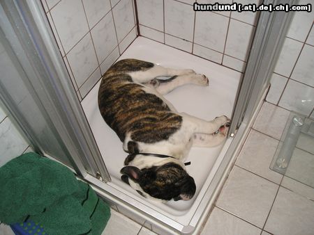 Bulldog Hunde Foto 18594 in höherer Auflösung ansehen Bulldog Benny Bulldog im Sommer