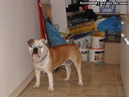 Bulldog Hunde Foto 20207 Bulldog Bobby
