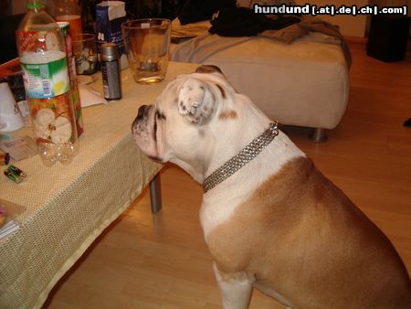 Bulldog Hunde Foto 20209 Bulldog bobby