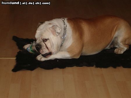 Bulldog Hunde Foto 20208 Bulldog bobby