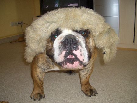 Bulldog Hunde Foto 36273 Bulldog
