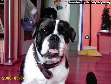 Bulldog Hunde Foto 11781 Bulldog UNITED