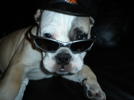 Bulldog Hunde Foto 27431 Bulldog ey alter ich mach hier jetzt gleich den start!!