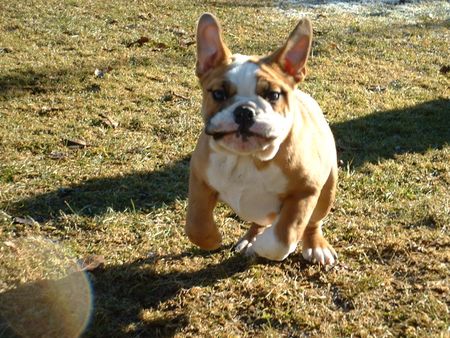 Bulldog Hunde Foto 1676 Bulldog Uiiii, ich kann ja fliegen