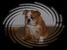Bulldog Hunde Foto 1677 Bulldog sitzt so eine feine Dame???