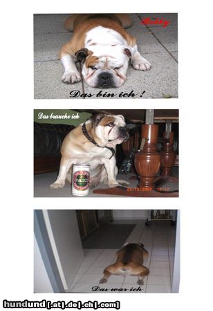 Bulldog Hunde Foto 44000 Bulldog Bobby
