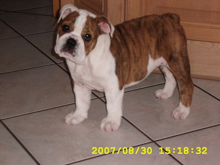 Bulldog Hunde Foto 39629 Bulldog Zuckerschnut Bonny