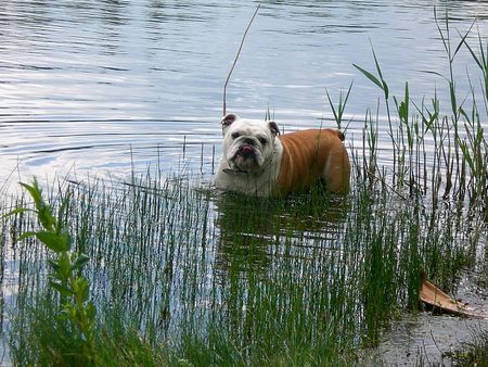 Bulldog Hunde Foto 40185 in höherer Auflösung ansehen Bulldog Dascha beim Planschen