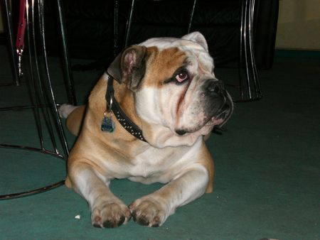 Bulldog Hunde Foto 40186 in höherer Auflösung ansehen Bulldog Bobby