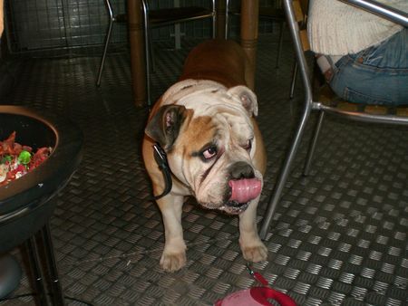 Bulldog Hunde Foto 40191 in höherer Auflösung ansehen Bulldog Bobby