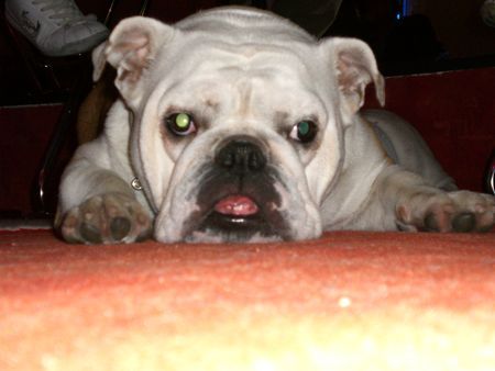 Bulldog Hunde Foto 40190 in höherer Auflösung ansehen Bulldog Dascha