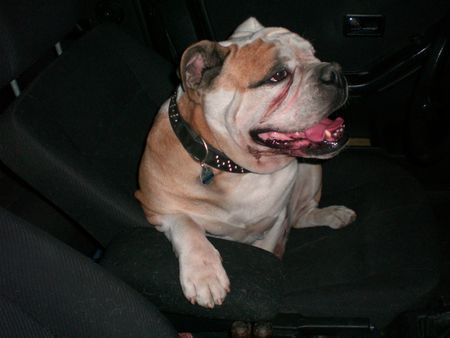 Bulldog Hunde Foto 40187 in höherer Auflösung ansehen Bulldog Bobby beom Autofahren