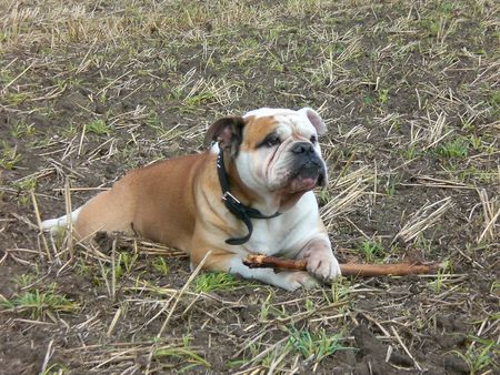 Bulldog Hunde Foto 40184 in höherer Auflösung ansehen Bulldog Unser kleiner Prinz